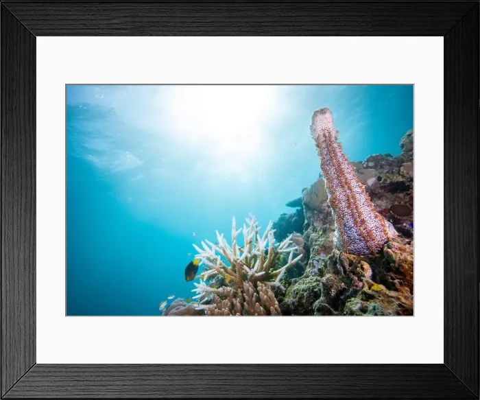 Framed Print : Male sea cucumber - standing on end, and spewing male gametes into the water Framed Print : Male sea cucumber - standing on end, and spewing male gametes into the water