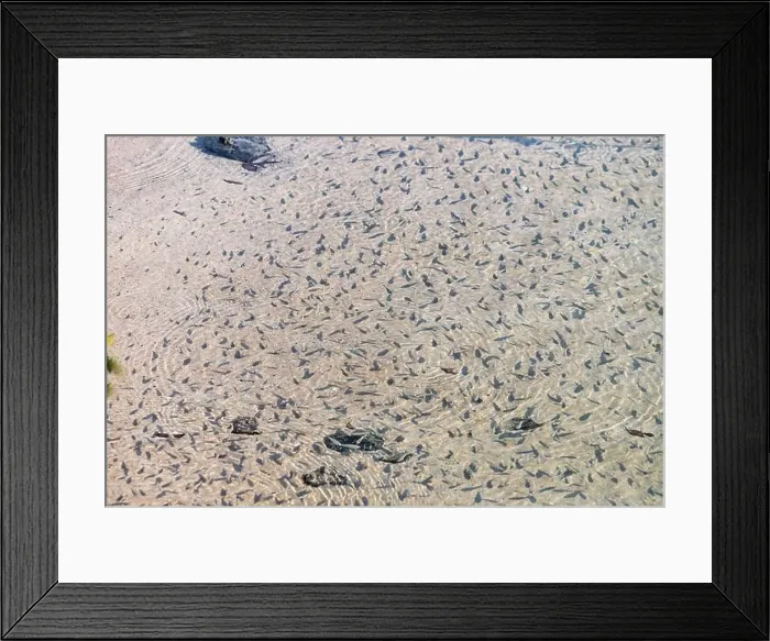 Framed Print : Numerous tadpoles swimming in shallow, clear water, creating mesmerizing patterns on the sandy bottom Framed Print : Numerous tadpoles swimming in shallow, clear water, creating mesmerizing patterns on the sandy bottom
