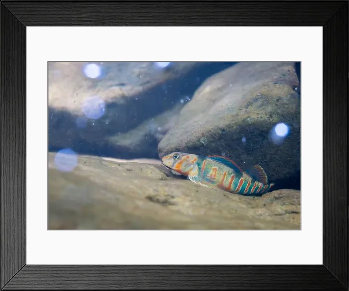 Framed Print : Candy darter displaying on a rocky riverbed Framed Print : Candy darter displaying on a rocky riverbed