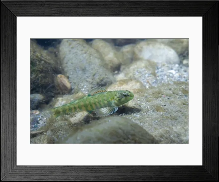 Framed Print : Banded darter displaying at the bottom of a river Framed Print : Banded darter displaying at the bottom of a river