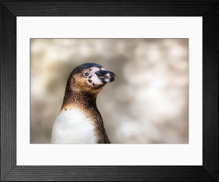 Framed Print : A Humboldt penguin, Spheniscus humboldti Framed Print : A Humboldt penguin, Spheniscus humboldti