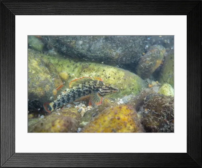 Framed Print : Redline darter displaying on a rocky riverbed Framed Print : Redline darter displaying on a rocky riverbed