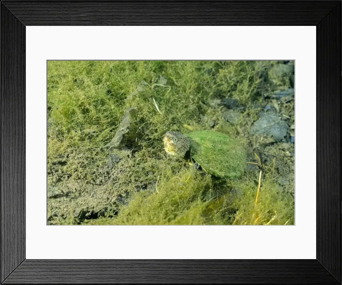Framed Print : Loggerhead musk turtle underwater surrounded by algae Framed Print : Loggerhead musk turtle underwater surrounded by algae