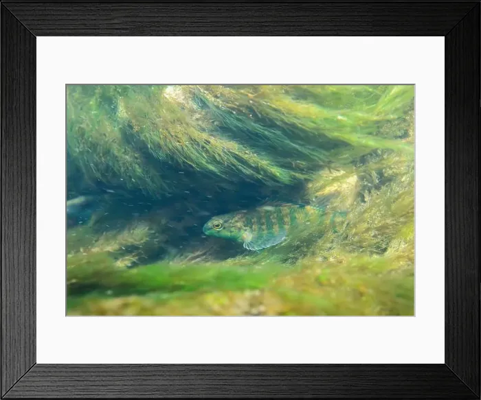 Framed Print : Banded darter at the bottom of a river Framed Print : Banded darter at the bottom of a river