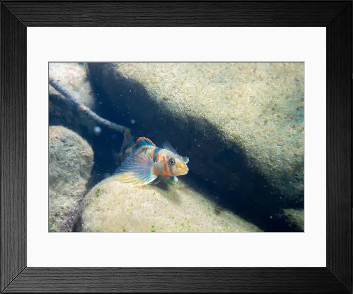 Framed Print : Candy darter displaying on a rocky riverbed Framed Print : Candy darter displaying on a rocky riverbed