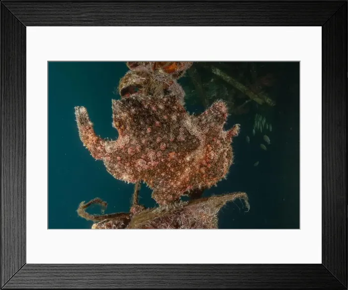 Framed Print : Frog fish in the Red Sea Colorful and beautiful, Eilat Israel Framed Print : Frog fish in the Red Sea Colorful and beautiful, Eilat Israel