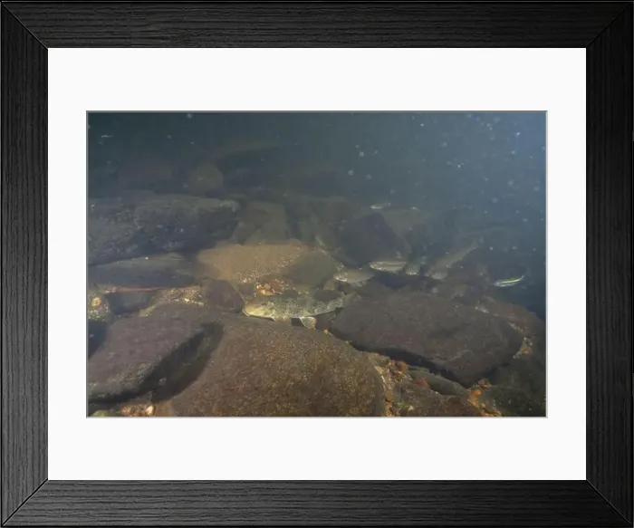Framed Print : School of Northern hog sucker on a riverbed Framed Print : School of Northern hog sucker on a riverbed