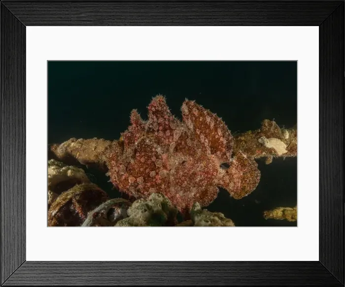 Framed Print : Frog fish in the Red Sea Colorful and beautiful, Eilat Israel Framed Print : Frog fish in the Red Sea Colorful and beautiful, Eilat Israel