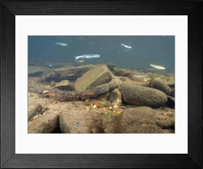 Framed Print : Eastern hellbender with fish swimming overhead
