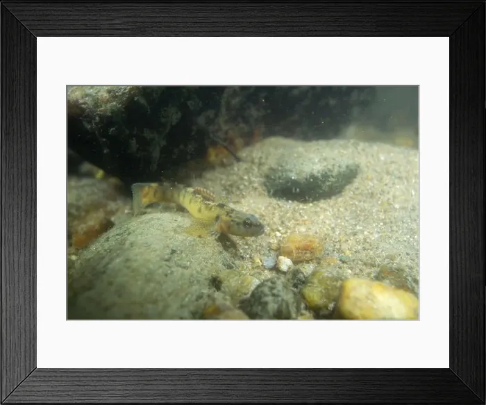 Framed Print : Fantail darter displaying on riverbed Framed Print : Fantail darter displaying on riverbed