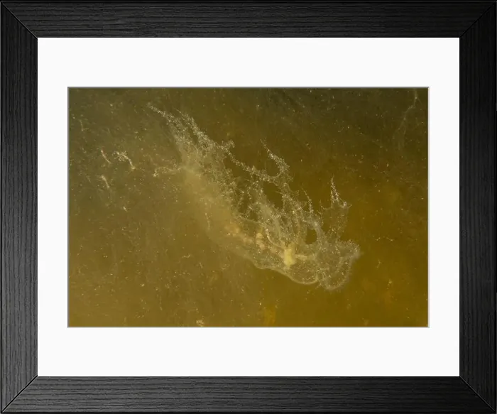 Framed Print : Jellyfish in the Red Sea are colorful and beautiful, Eilat Israel Framed Print : Jellyfish in the Red Sea are colorful and beautiful, Eilat Israel