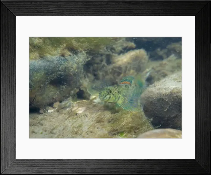 Framed Print : Greenside darter displaying at the bottom of a river Framed Print : Greenside darter displaying at the bottom of a river