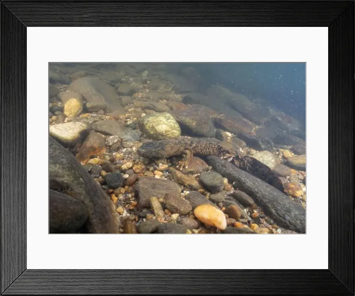 Framed Print : Eastern hellbender in rocky riverbed Framed Print : Eastern hellbender in rocky riverbed