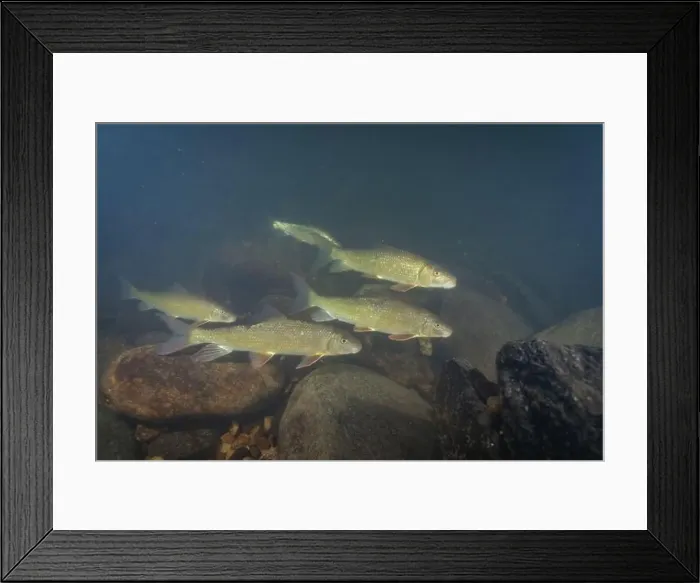 Framed Print : Achool of black redhorse in a river Framed Print : Achool of black redhorse in a river