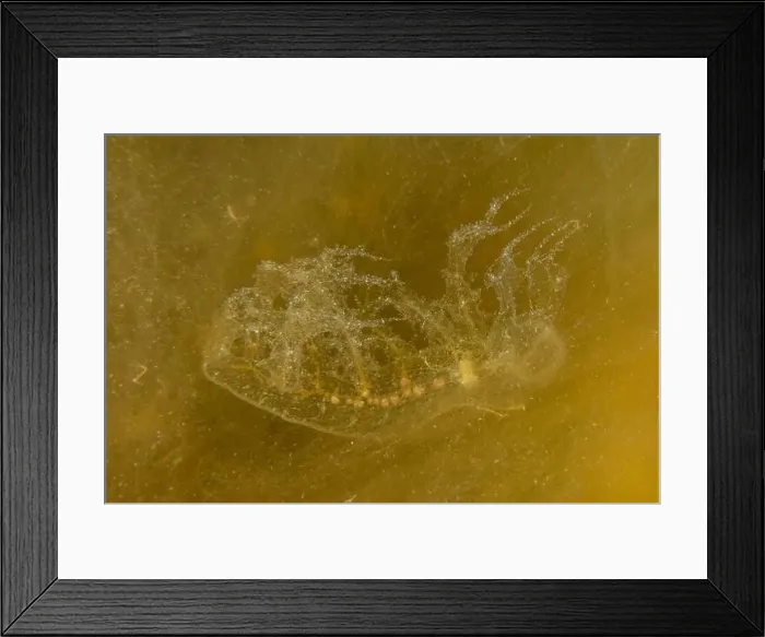 Framed Print : Jellyfish in the Red Sea are colorful and beautiful, Eilat Israel Framed Print : Jellyfish in the Red Sea are colorful and beautiful, Eilat Israel