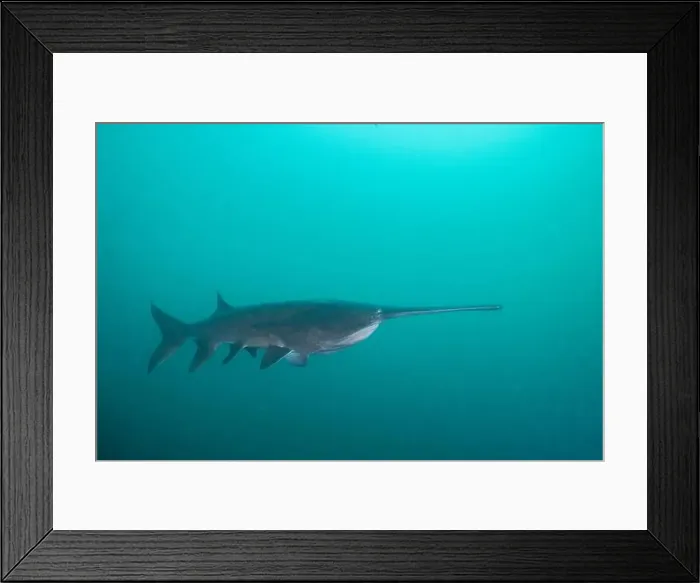 Framed Print : American paddlefish swimming in clear blue lake Framed Print : American paddlefish swimming in clear blue lake