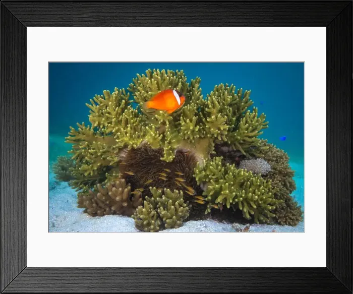 Framed Print : Colorful anemone fish swimming above coral reef in the pacific Ocean Framed Print : Colorful anemone fish swimming above coral reef in the pacific Ocean