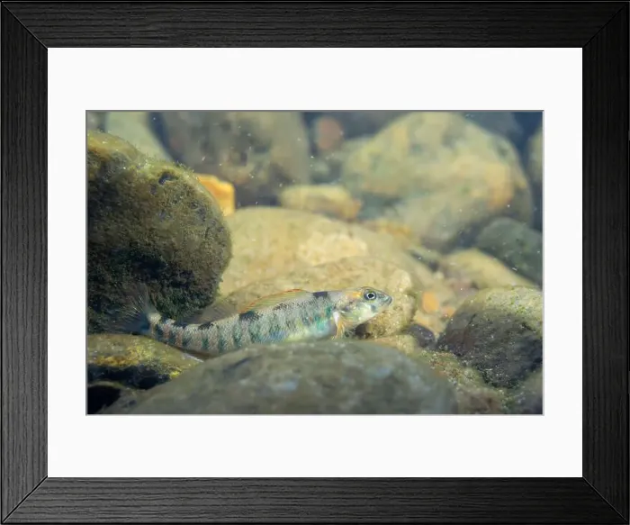 Framed Print : Female candy darter in riverbed Framed Print : Female candy darter in riverbed