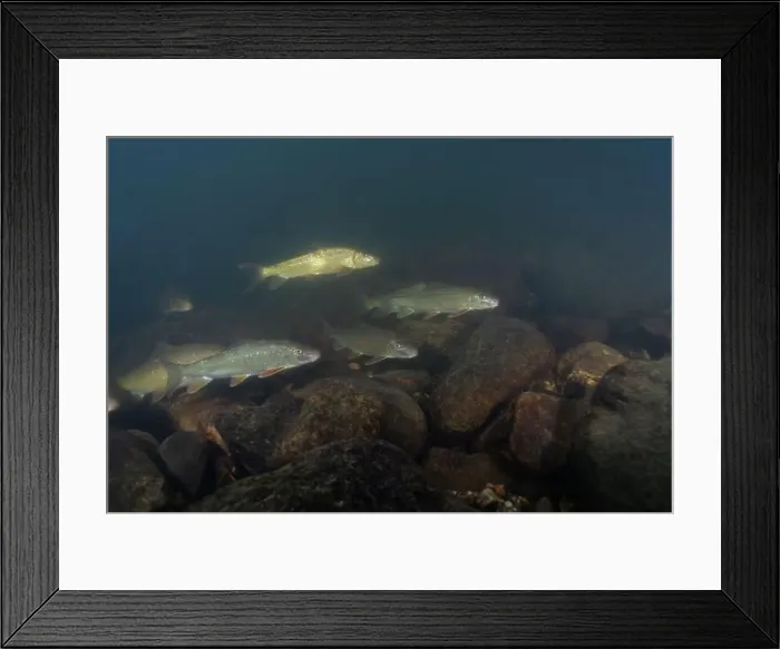 Framed Print : Large herd of black redhorse in river Framed Print : Large herd of black redhorse in river