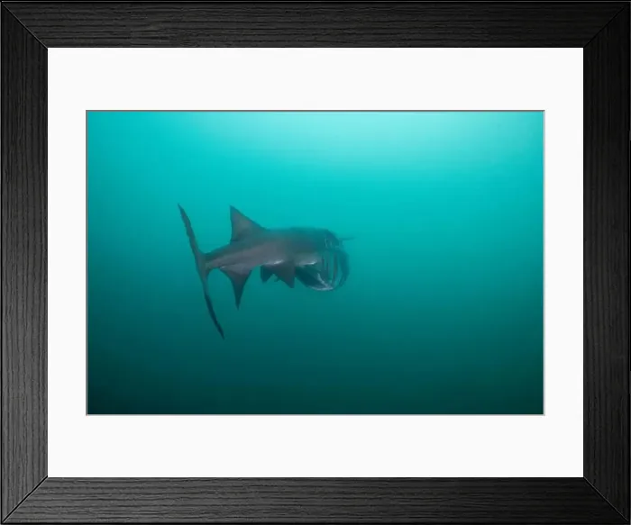 Framed Print : American paddlefish feeding on plankton in lake Framed Print : American paddlefish feeding on plankton in lake