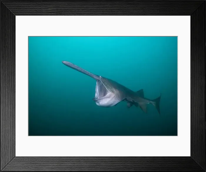 Framed Print : American paddlefish feeding on plankton in lake Framed Print : American paddlefish feeding on plankton in lake
