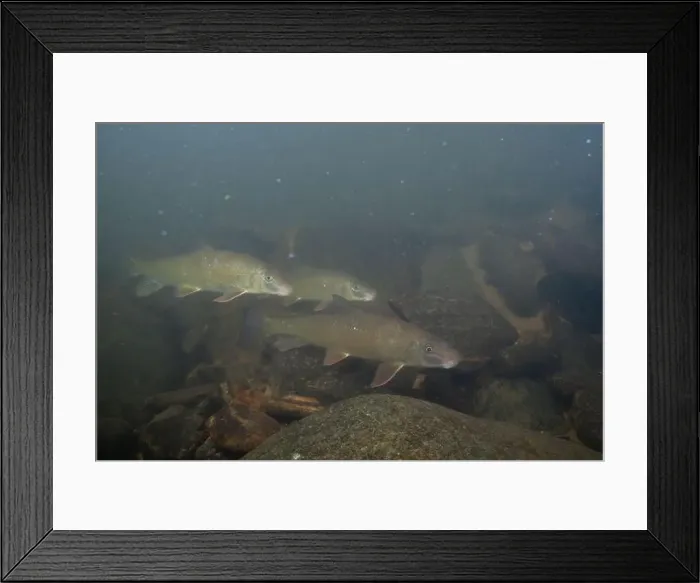Framed Print : Large herd of black redhorse in river Framed Print : Large herd of black redhorse in river