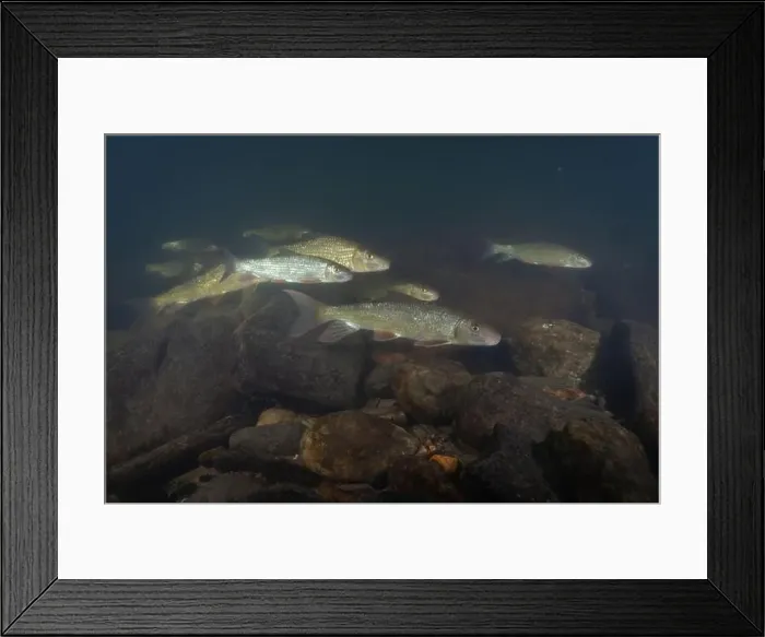 Framed Print : Large school of black redhorse swimming in a river Framed Print : Large school of black redhorse swimming in a river