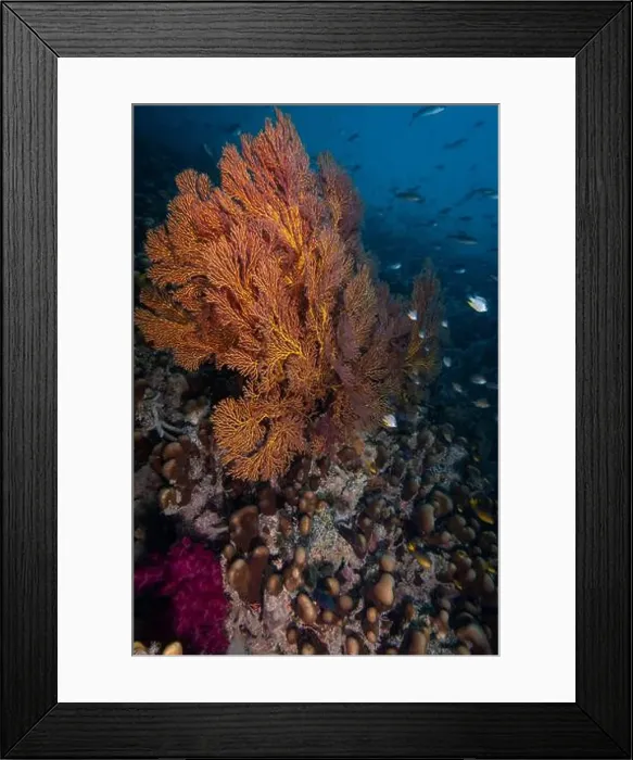 Framed Print : Gorgonian sea fan blowing in the gentle currents of the south Pacifc Ocean Framed Print : Gorgonian sea fan blowing in the gentle currents of the south Pacifc Ocean