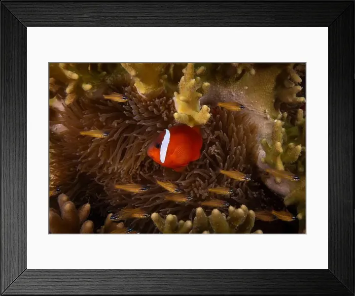 Framed Print : Colorful anemone fish swimming above coral reef in the pacific Ocean Framed Print : Colorful anemone fish swimming above coral reef in the pacific Ocean