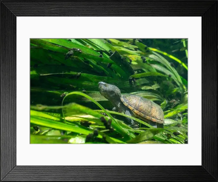 Framed Print : Loggerhead musk turtle underwater with sea grass Framed Print : Loggerhead musk turtle underwater with sea grass