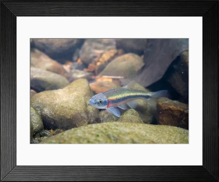 Framed Print : Rosyside dace swimming in a rocky riverbed Framed Print : Rosyside dace swimming in a rocky riverbed