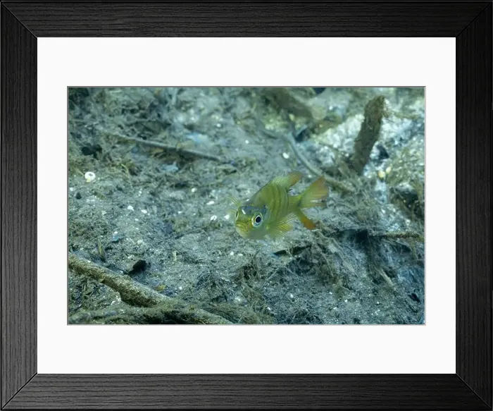Framed Print : Baby Florida bluegill at bottom of a river Framed Print : Baby Florida bluegill at bottom of a river