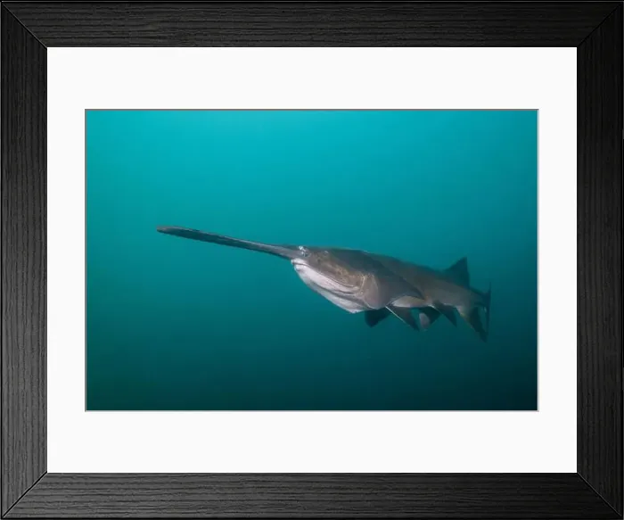 Framed Print : American paddlefish swimming in blue lake with mouth closed Framed Print : American paddlefish swimming in blue lake with mouth closed