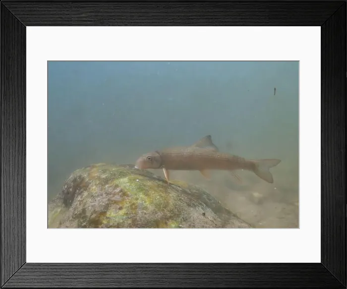 Framed Print : Striped jumprock eating algae on a rock Framed Print : Striped jumprock eating algae on a rock