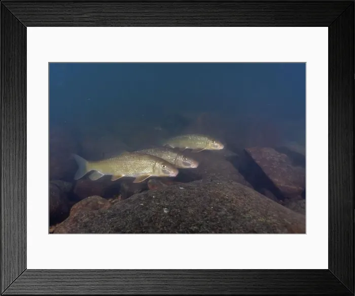 Framed Print : Large herd of black redhorse in river Framed Print : Large herd of black redhorse in river