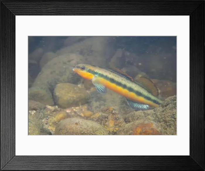 Framed Print : Tangerine darter displaying on a riverbed Framed Print : Tangerine darter displaying on a riverbed
