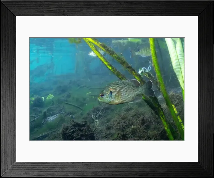 Framed Print : Spotted sunfish in crystal clear water Framed Print : Spotted sunfish in crystal clear water