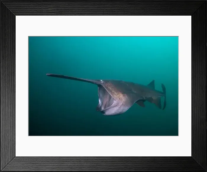 Framed Print : American paddlefish feeding on plankton in lake Framed Print : American paddlefish feeding on plankton in lake