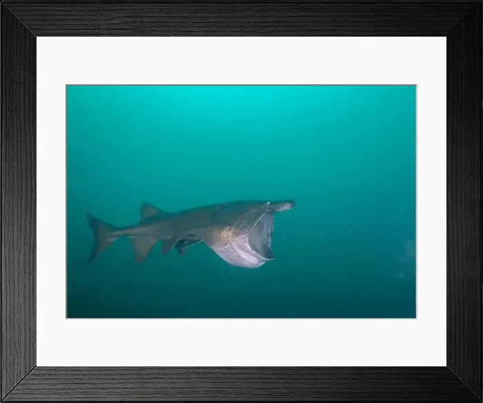 Framed Print : American paddlefish with broken rostrumm feeding on plankton Framed Print : American paddlefish with broken rostrumm feeding on plankton