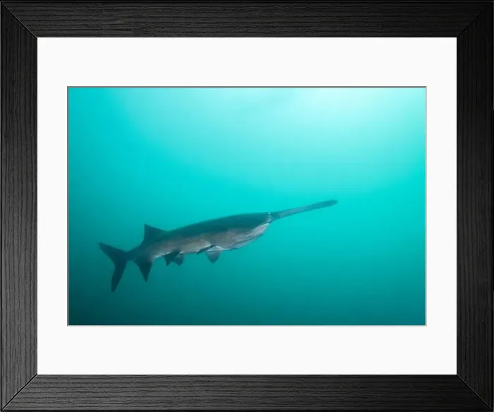 Framed Print : American paddlefish swimming in clear blue lake Framed Print : American paddlefish swimming in clear blue lake