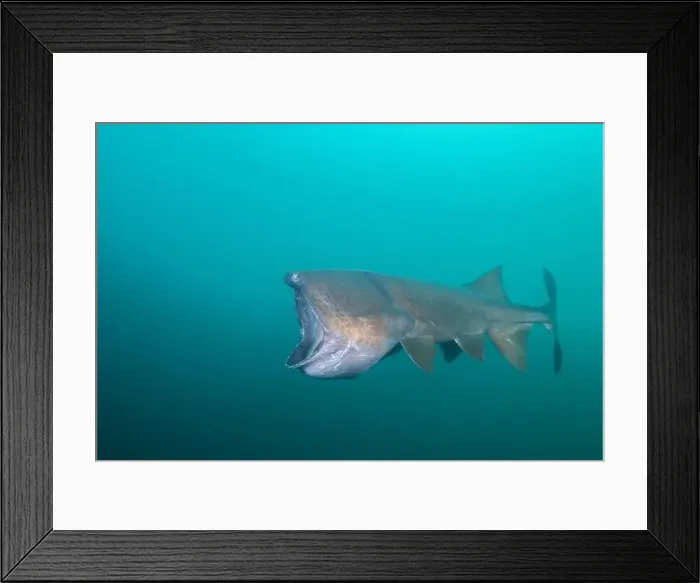 Framed Print : American paddlefish with missing rostrumm feeding on plankton Framed Print : American paddlefish with missing rostrumm feeding on plankton