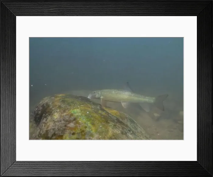 Framed Print : Striped jumprock eating algae on a rock Framed Print : Striped jumprock eating algae on a rock