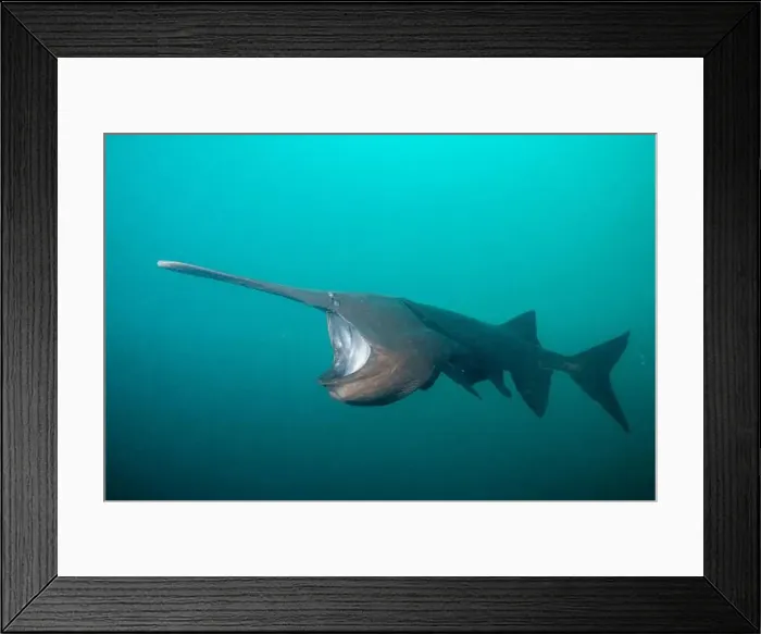 Framed Print : American paddlefish feeding on plankton in lake Framed Print : American paddlefish feeding on plankton in lake