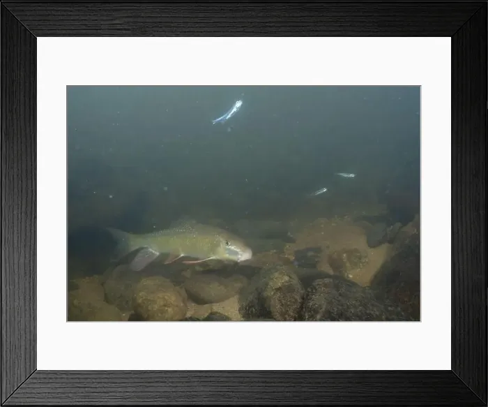 Framed Print : Black redhorse swimming in a rocky river Framed Print : Black redhorse swimming in a rocky river