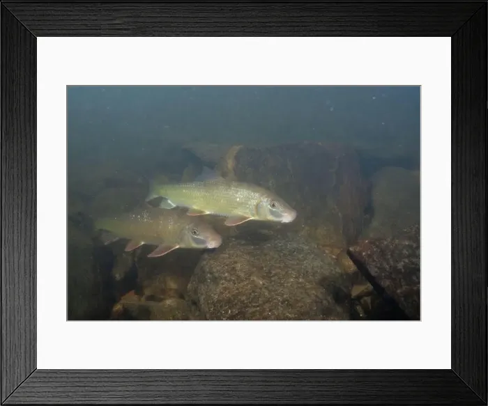 Framed Print : Two black redhorse swimming over a rocky river Framed Print : Two black redhorse swimming over a rocky river