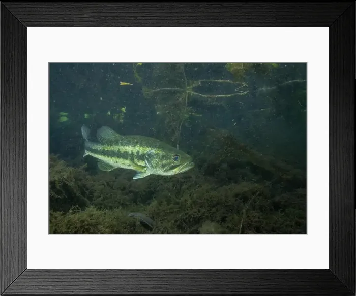 Framed Print : Suwannee bass in a dark spring Framed Print : Suwannee bass in a dark spring