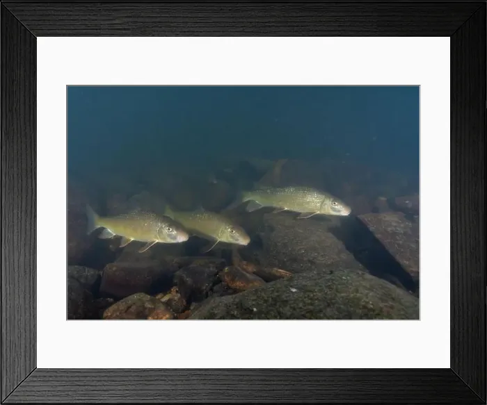 Framed Print : Large herd of black redhorse in river Framed Print : Large herd of black redhorse in river