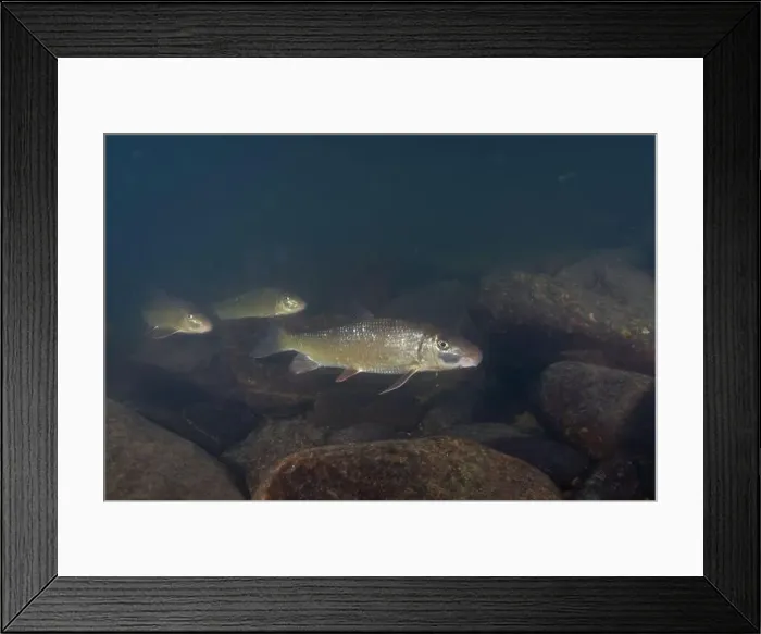 Framed Print : Three black redhorse in a river Framed Print : Three black redhorse in a river
