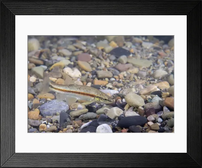 Framed Print : Western blacknose dace in a sandy stream Framed Print : Western blacknose dace in a sandy stream