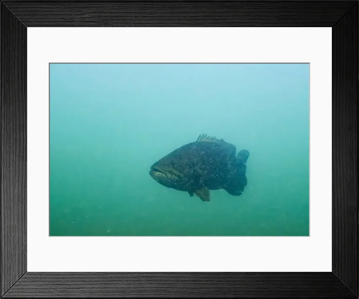 Framed Print : Curious smallmouth bass checking diver out Framed Print : Curious smallmouth bass checking diver out